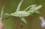 yellowseed false pimpernel